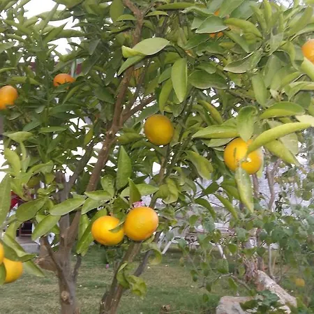 Masal Tatilevi فندق
